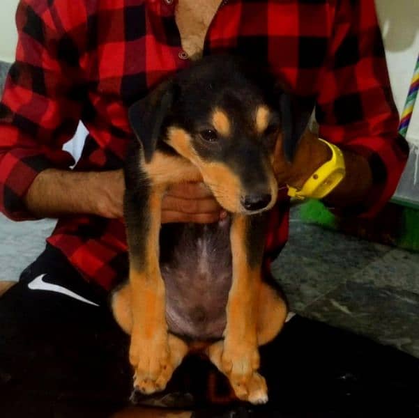 Rottweiler Puppy in Top Quality Mix Breed 2