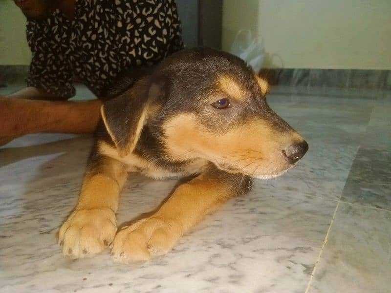Rottweiler Puppy in Top Quality Mix Breed 4