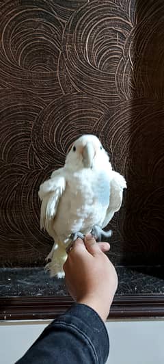 Goffin Cockatoo Hand tame