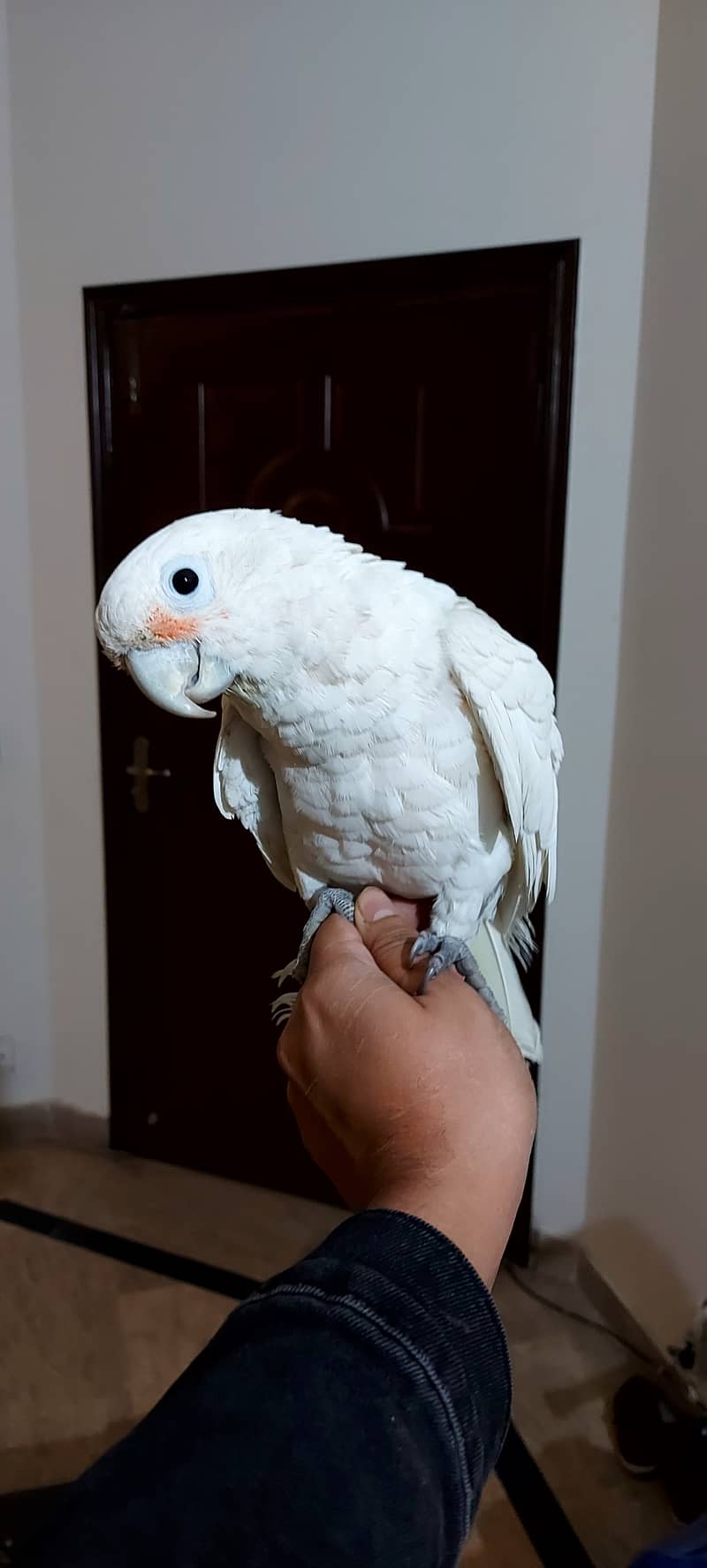 Goffin Cockatoo Hand tame 1