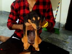Rottweiler 2 Puppy only Serious buyers contact me plz . . .