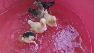 Ducklings chicks