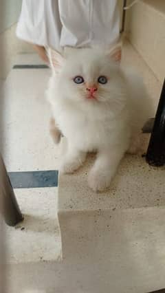 Blue eye Persian  kitten
