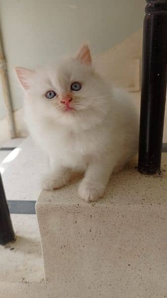 Blue eye Persian  kitten 1