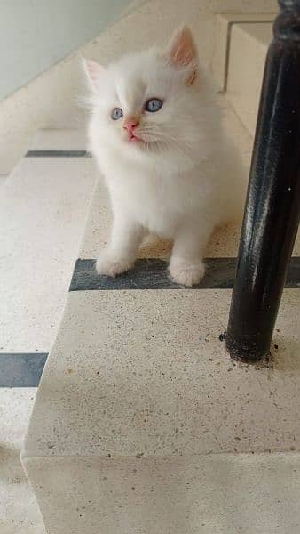 Blue eye Persian  kitten 2