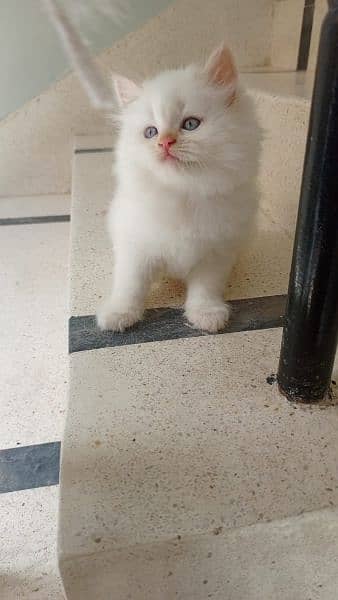 Blue eye Persian  kitten 3