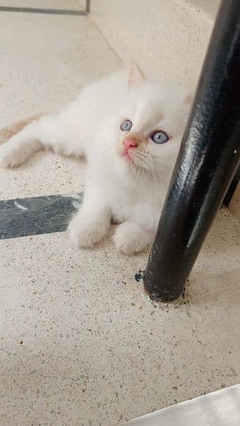 Blue eye Persian  kitten 4