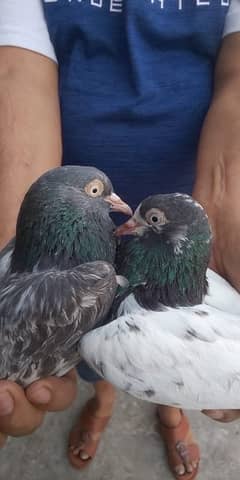 teddy pigeons for sale