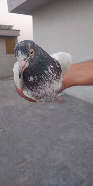 teddy pigeons for sale 1
