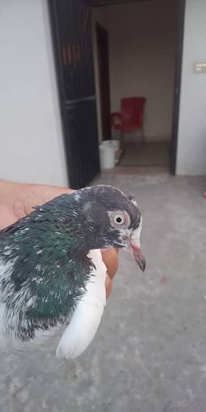 teddy pigeons for sale 2