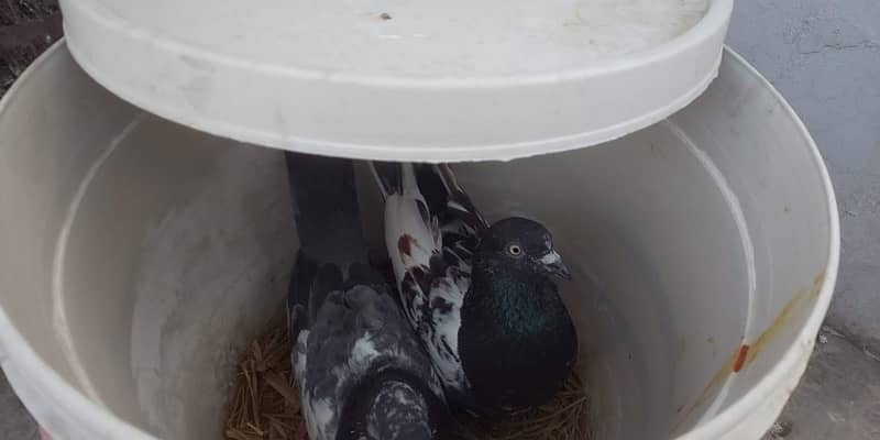 teddy pigeons for sale 3