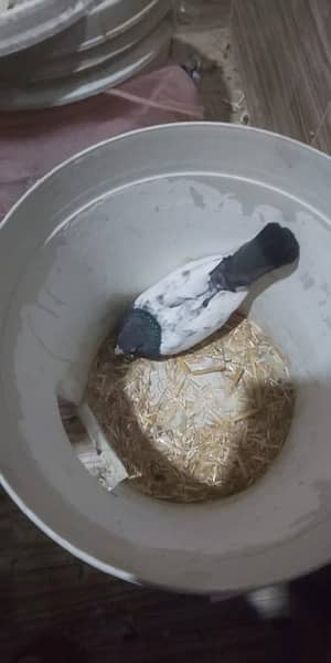 teddy pigeons for sale 4