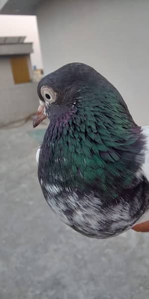 teddy pigeons for sale 6