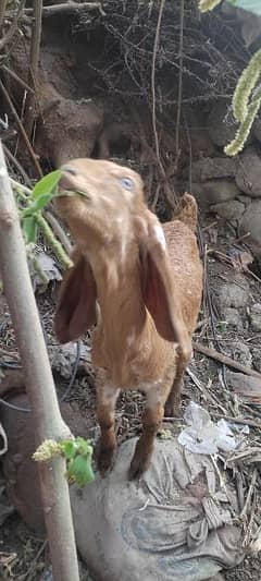 makhi cheena goat with one baby male