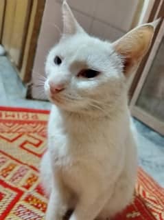 White cat with silver eyes, age 1.5 years. Gave birth one time