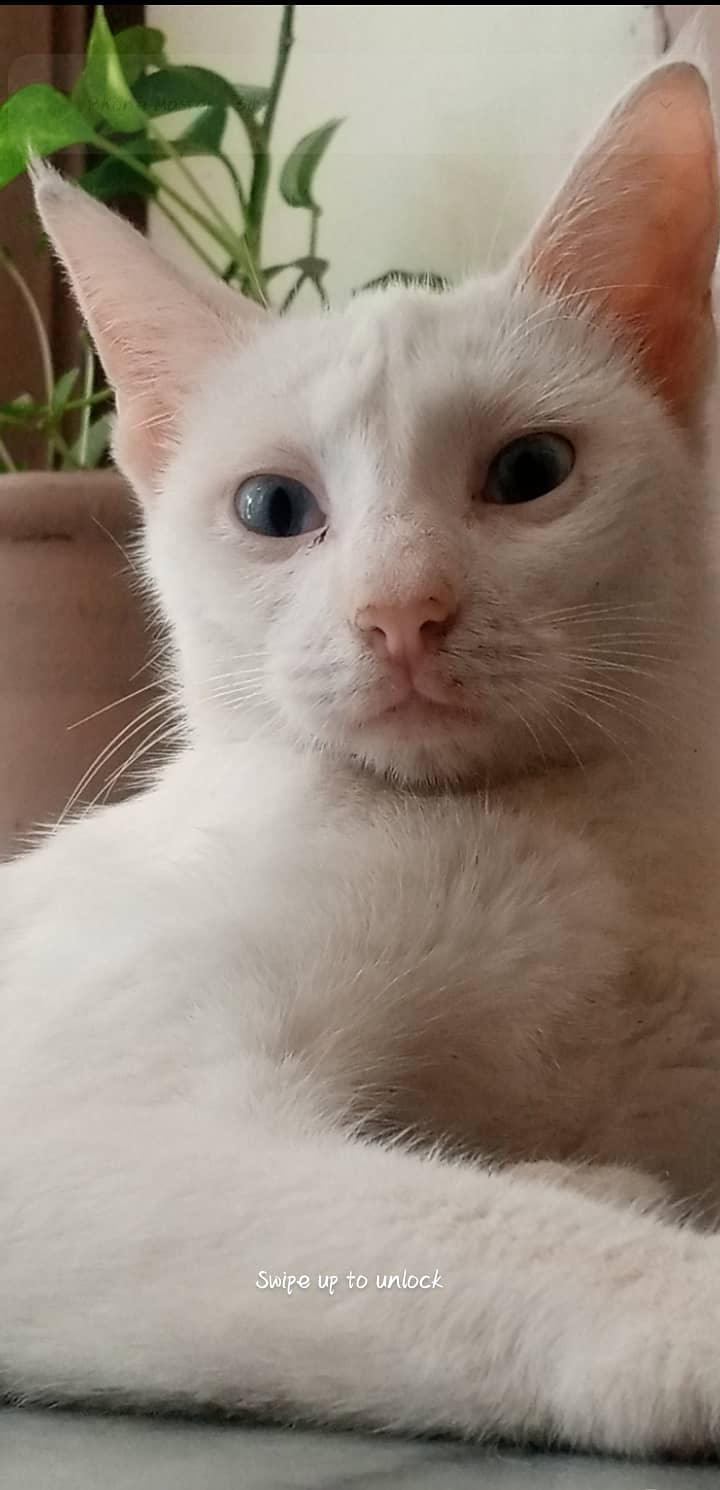 White cat with silver eyes, age 1.5 years. Gave birth one time 1