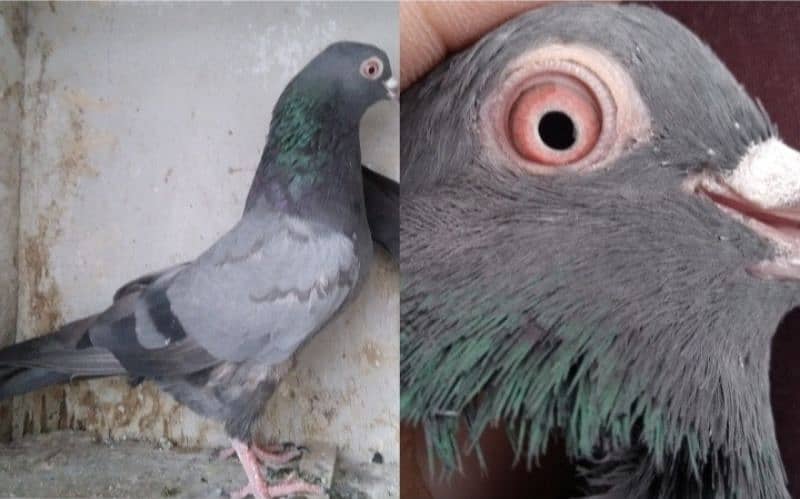 pigeon for sale 1