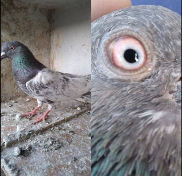 pigeon for sale 8