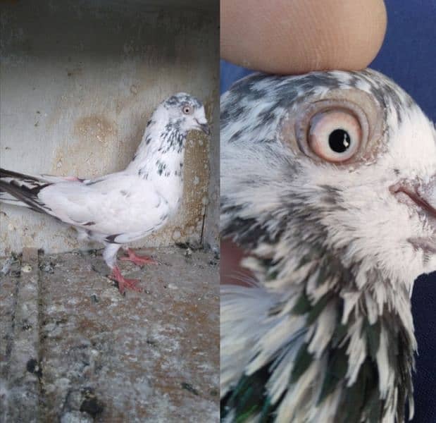 pigeon for sale 10