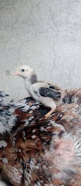 shamo breeder trio and chicks for sale 3