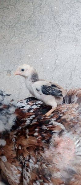 shamo breeder trio and chicks for sale 4
