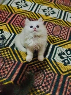 Pure Persian Triple Coat Female Kitten