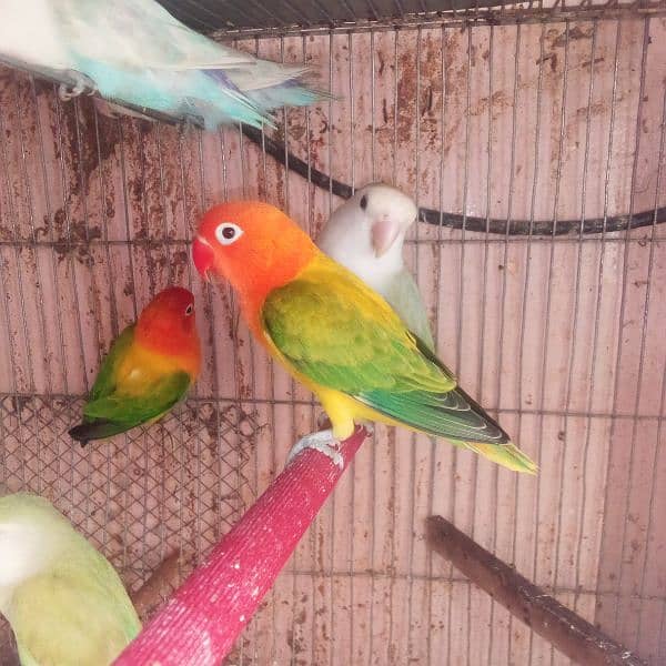 love birds pairs all colours 1