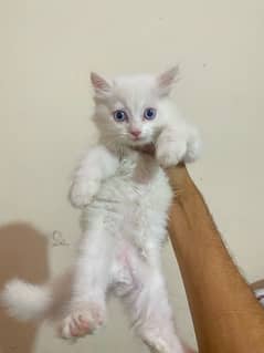Blue Eyes Female Persian kitten Semi Punch face