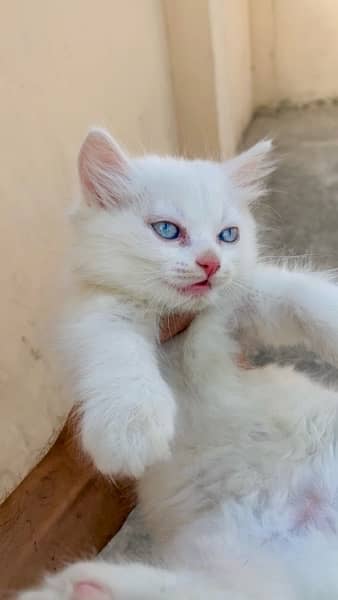 Blue Eyes Female Persian kitten Semi Punch face 2