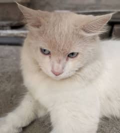 cat Persian 0