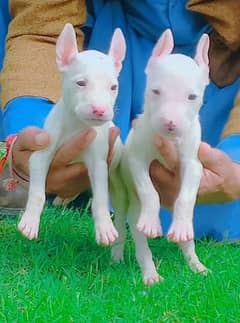 Pure Kohati Gultair Pair Age 2 month for Sale