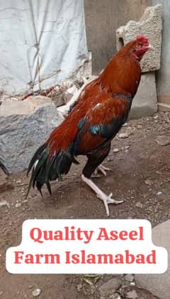 Two beautiful birds available