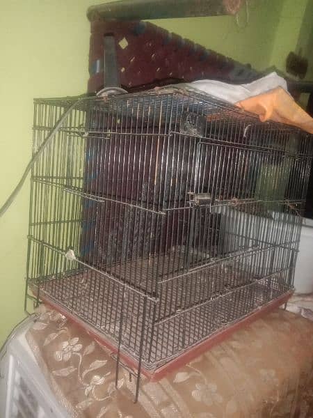 cage for parrot 3