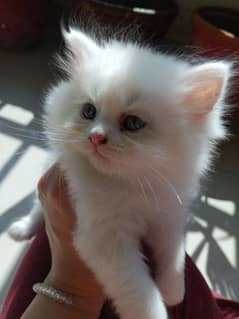 Persian kitten's aged 55 days