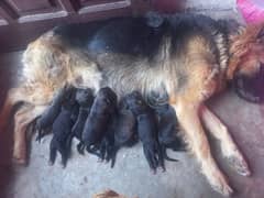 German Shepherd Puppies for Sale - Intelligent, Loyal, and Loving.