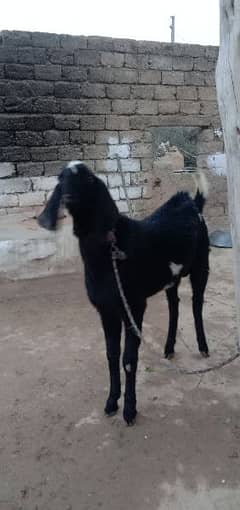 qurbani goat for sale 0