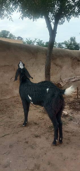 qurbani goat for sale 1