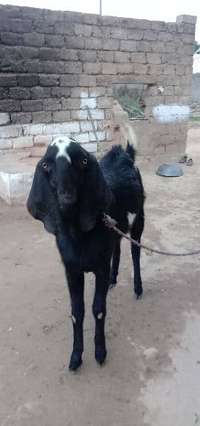 qurbani goat for sale 2
