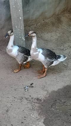 long neck ducks