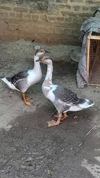 long neck ducks 1