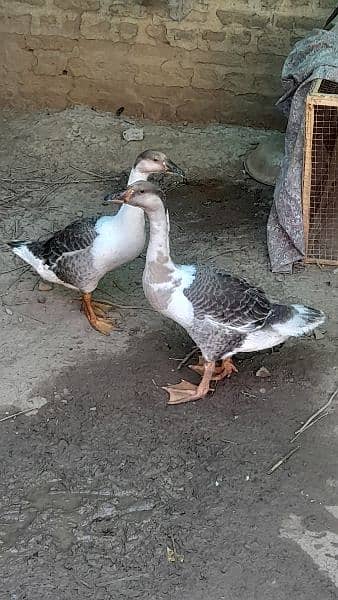 long neck ducks 2