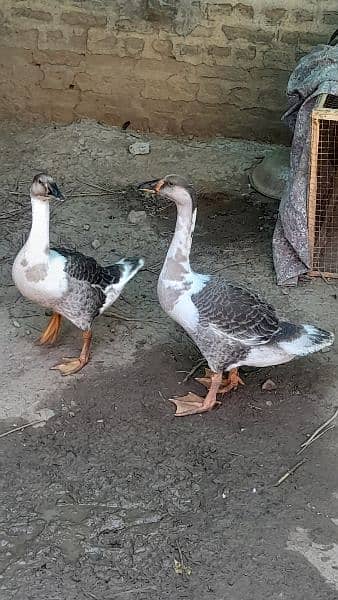 long neck ducks 3