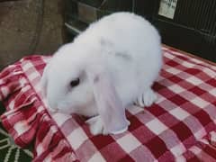lop Rabbit so beautiful so friendly cute good for pets