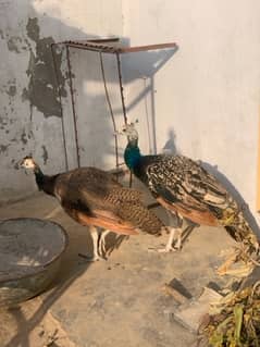healthy peacock pair for sale