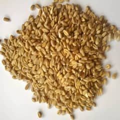 gandum wheat 2990 0