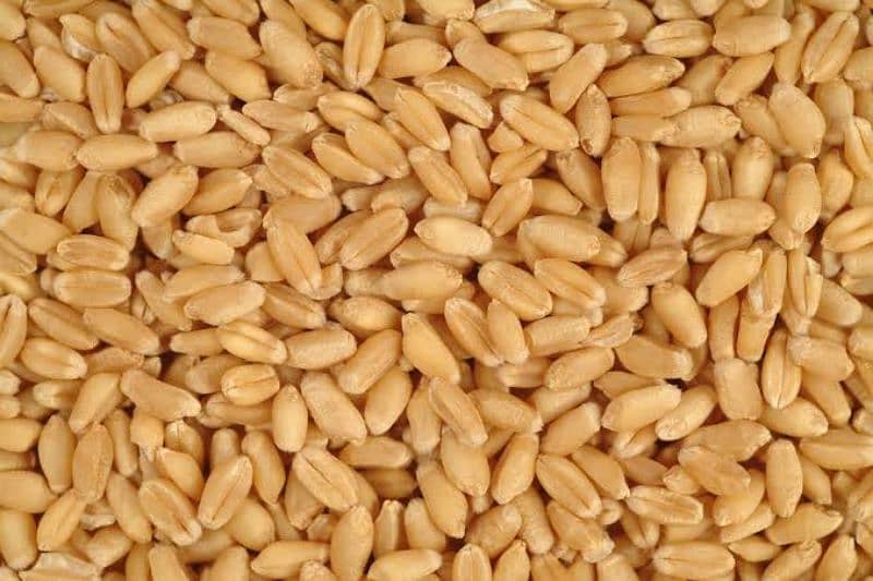 gandum wheat 2990 2