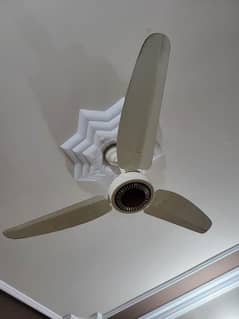 Ceiling Fan Royal Fan