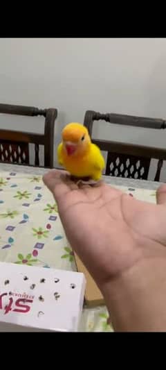 7 months old hand tamed Love Bird 0