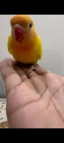 7 months old hand tamed Love Bird 1