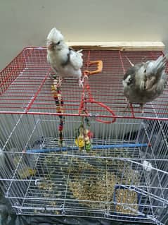 Two Cocktail parrot just 6500 with cage or toys hande tame 0